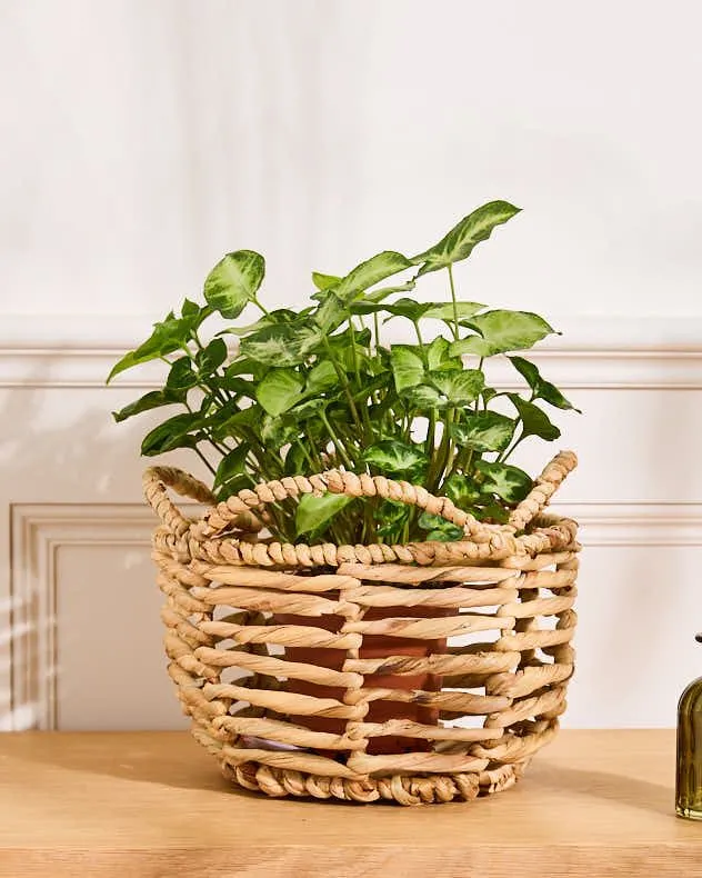 Vintage Water Hyacinth Medium Open Weave Wicker Scalloped Planter Basket (Dia) 18cm, (H)25cm