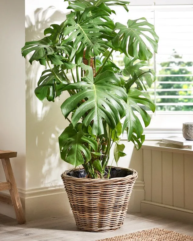 Vintage Style Large Wicker Plant Pot with Plastic Lining Bucket Indoor Planter Rattan Outdoor Garden Planter (Dia) 34cm, (H)45cm